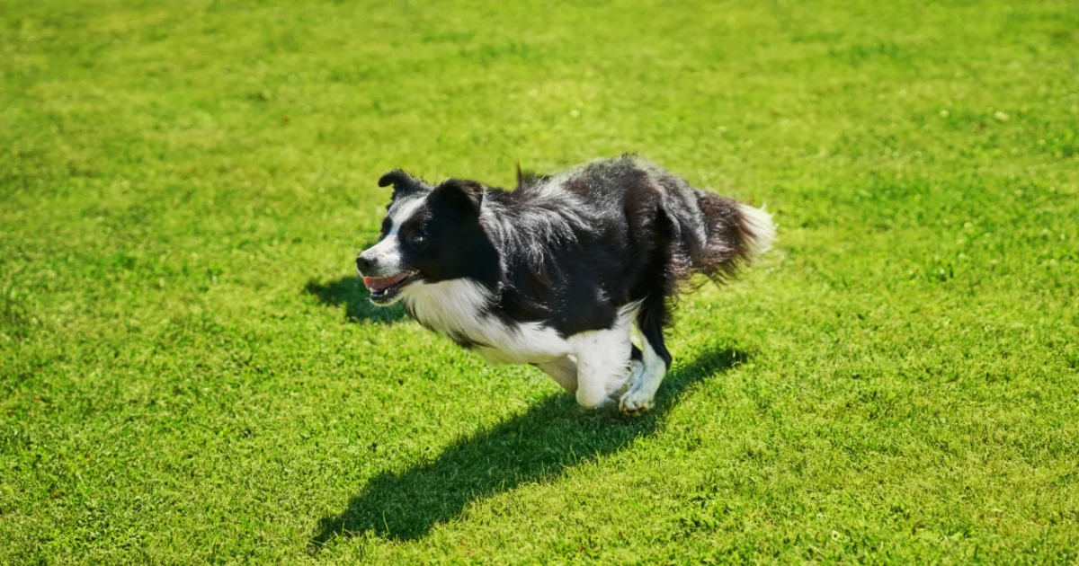 Border Collie dog running across a lush green grass field on a sunny day.